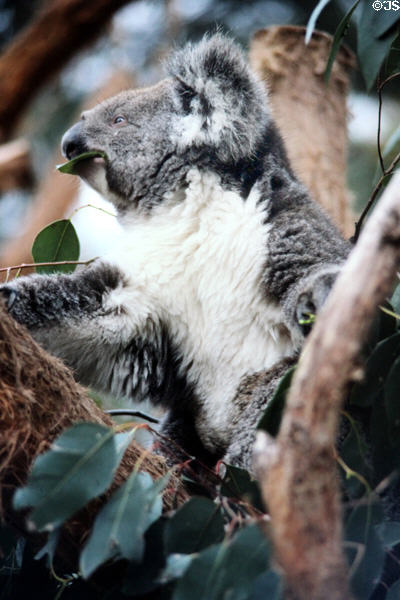 Koala munches on leaves at Melbourne Zoo. Melbourne, Australia.