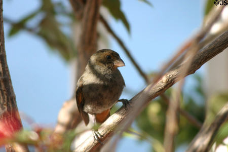 Female Lesser Antillean Bullfinch (<i>Loxigilla noctis</i>). Dominica.