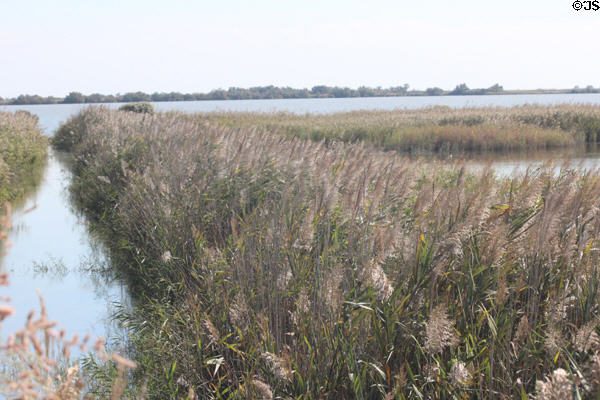 Wetland landscape of Camargue Regional Park on Rhone river delta altered by mankind over millennia. France.