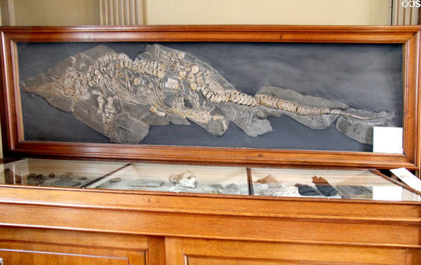 Common Ichthyosaurus fossil found in lias i.e. rock & shale found in western Europe including the Low Countries at Teylers Museum. Haarlem, Netherlands.