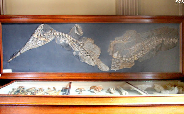 Steneosaurus bollensis (Jaeger), fossil type of ancient crocodile found in Boll, Württemberg at Teylers Museum. Haarlem, Netherlands.