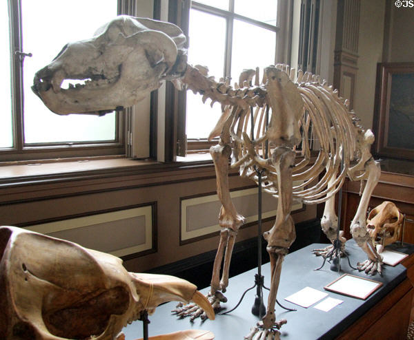 Moravian cave bear (Ursus spelaeus blumenbach) fossil skeleton (constructed from bones of many specimens), co-existed with humans in Europe, often in caves, during the Paleolithic era; because of its huge size & early man's primitive weapons, cave bears posed a serious threat at Teylers Museum. Haarlem, Netherlands.