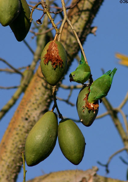 Blue-crowned Conure or Parakeet (Aratinga acuticauda) introduced & living wild & eating fruit. Los Angeles, CA.