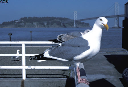 Gull at Ferry Building docks. San Francisco, CA.