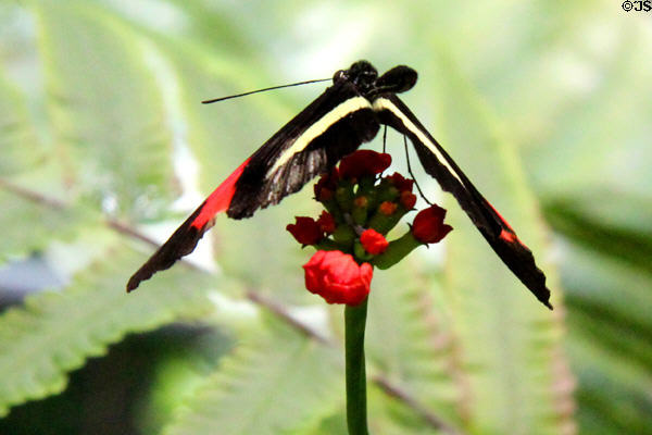 Postman butterfly <i>Heliconius melpomene</i> at California Academy of Science. San Francisco, CA.