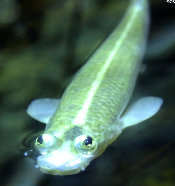 Four-eyed fish <i>Anableps anableps</i> from Amazon which sees above & below water at California Academy of Science. San Francisco, CA.