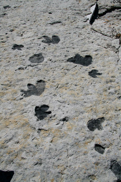 Open air dinosaur tracks at Dino Ridge. CO.