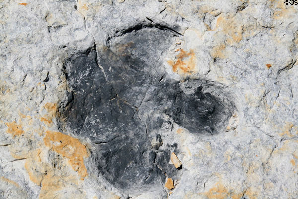 Detail of dinosaur tracks at Dino Ridge. CO.