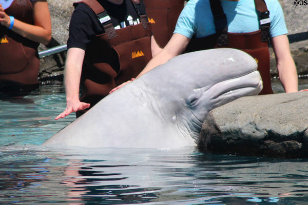 Beluga whale at Mystic Aquarium. Mystic, CT.