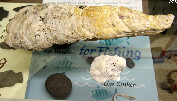 Extirpated giant mussel shell once harvested by Stratford's industry at Judson House. Stratford, CT.