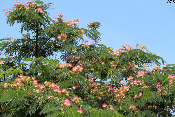 Flowering tree in Cherokee-Lemp Historic District. St. Louis, MO.
