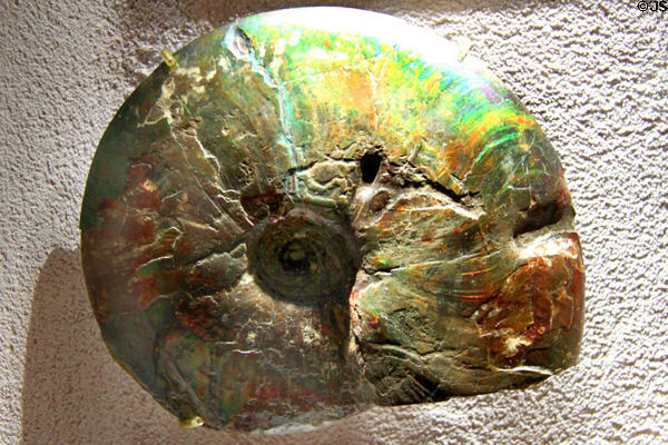 Ammonite Paleozoic fossil at Cleveland Museum of Natural History. Cleveland, OH.