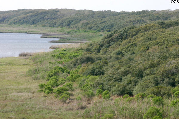 Forests at Aransas National Wildlife Refuge. TX.