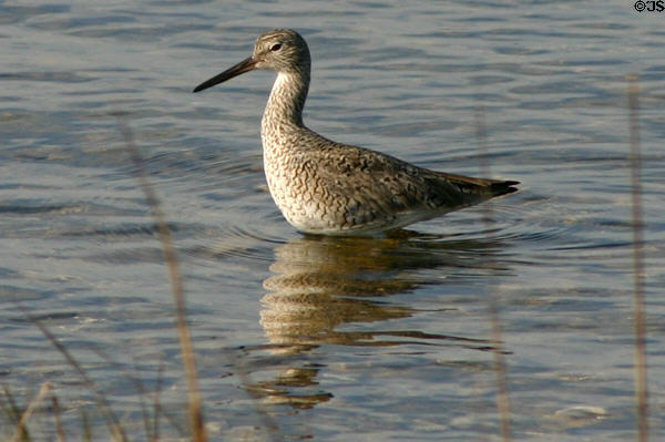 Greater Yellowlegs (<i>Tringa melanoleuca</i>) wading. TX.
