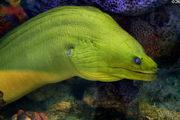 Morey eel at Nauticus National Maritime Center. Norfolk, VA.