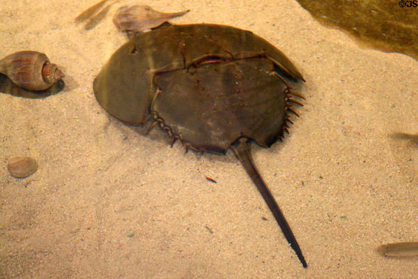 Horseshoe crab at Nauticus National Maritime Center. Norfolk, VA.