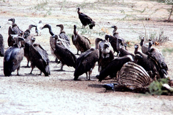 Vultures picking a carcass seen along route south of Jodhpur. India.