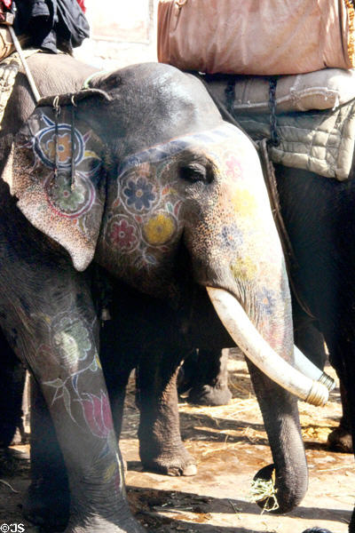 Painted head of an elephant at Amber Palace in Jaipur. India.
