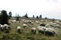Sheep grazing in Belchen meadow in Black Forest. Germany.