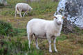 Goat standing next to menhir. Carnac, France.