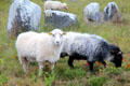 Goats next to menhirs. Carnac, France.
