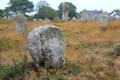 Menhirs among meadow flowers. Carnac, France.