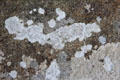 Lichens on menhir. Carnac, France.