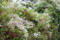 Blossoming bushes at Carnac visitors center. Carnac, France.