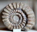 Arietites bucklandi, a Jurassic era giant ammonite fossil at Teylers Museum. Haarlem, Netherlands.