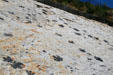 Exposed dinosaur tracks at Dino Ridge. CO.