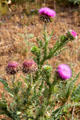 Thistles at Fort Martin Scott. Fredericksburg, TX.