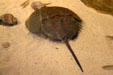 Horseshoe crab at Nauticus National Maritime Center. Norfolk, VA.