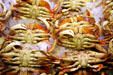 Crabs on ice in Pike Place Market. Seattle, WA.